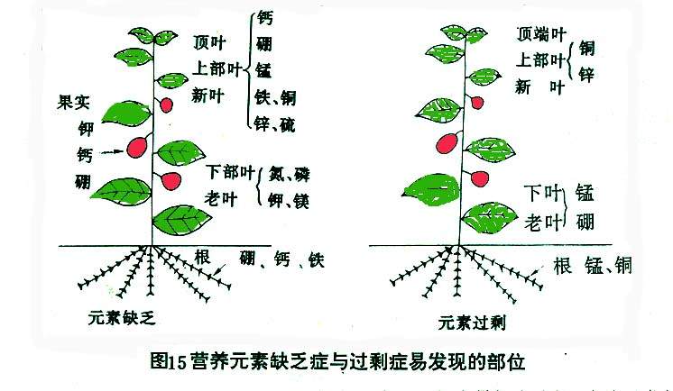 土壤养分的缺乏对植物生长产生的症状